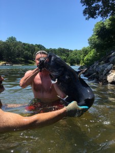 Large blue catfish caught hand fishing on Lake Norman